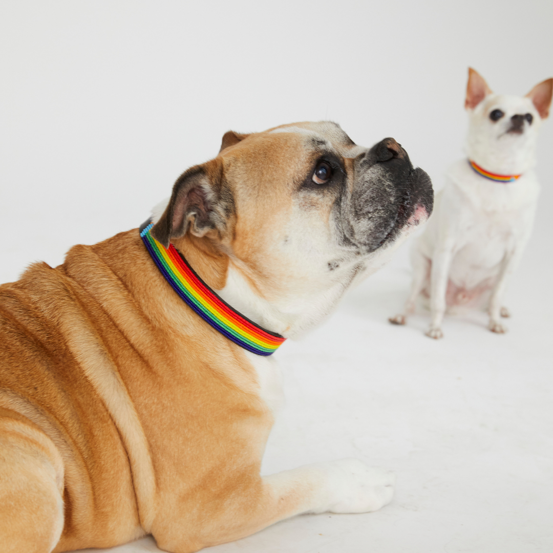 Stripe Dog Collar - Rainbow