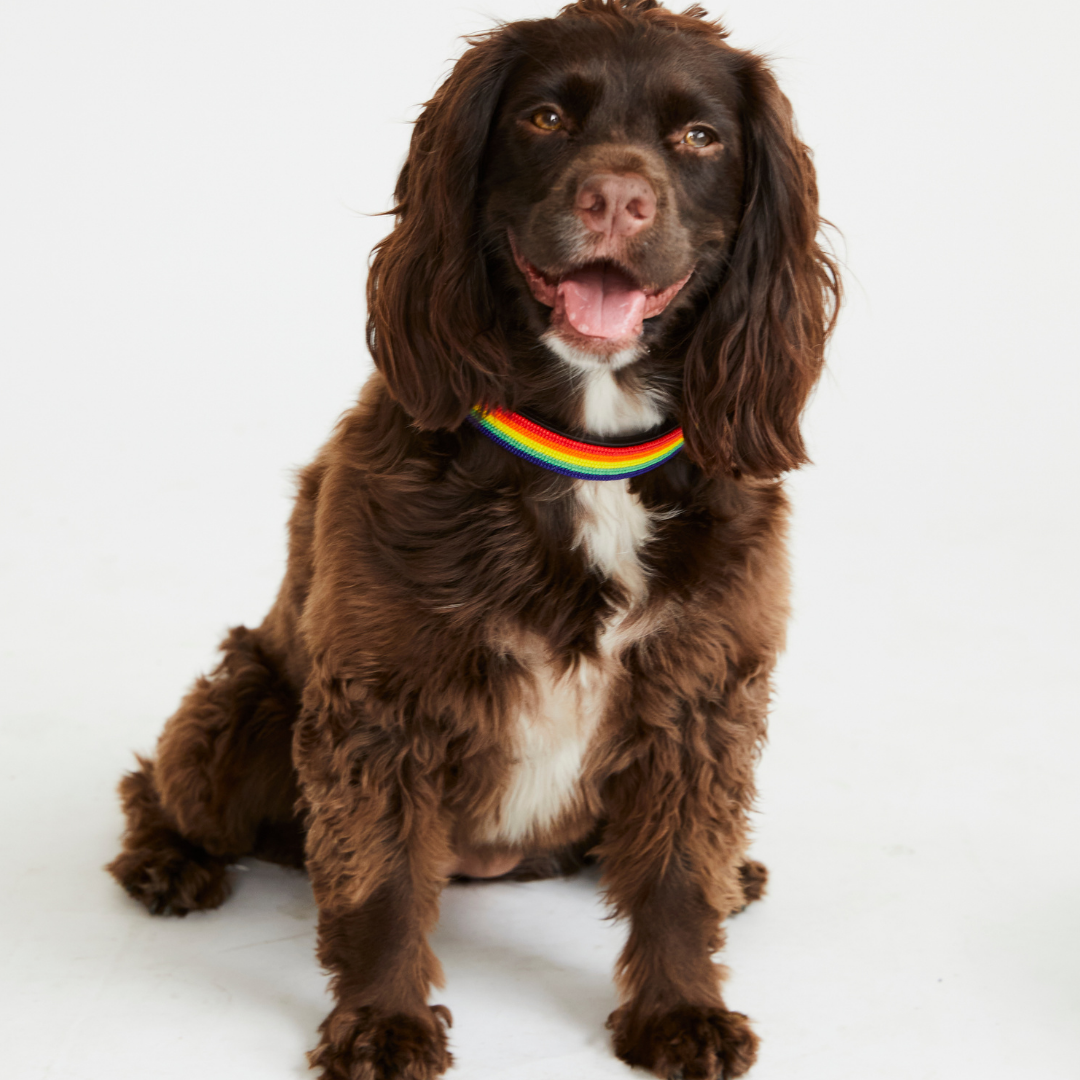 Stripe Dog Collar - Rainbow