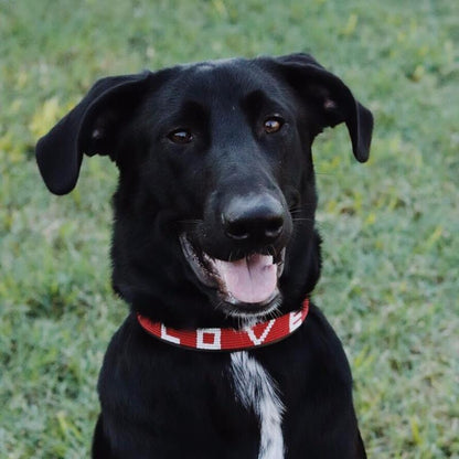 LOVE Dog Collar - Red/White