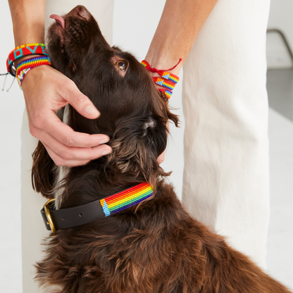 Stripe Dog Collar - Rainbow