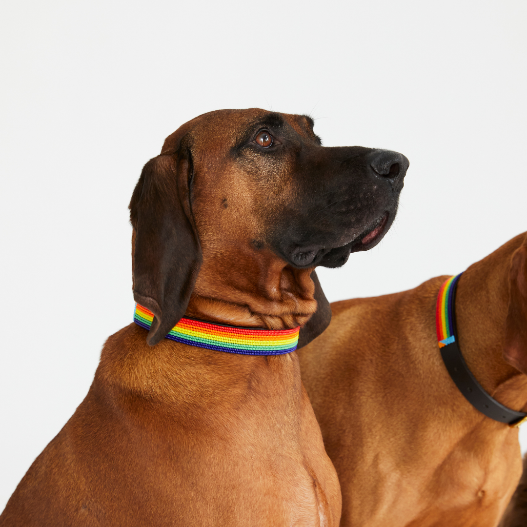 Stripe Dog Collar - Rainbow